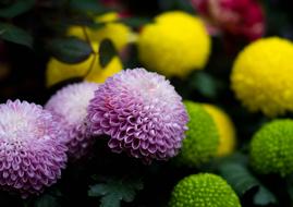 colorful fragrant flowers in the garden