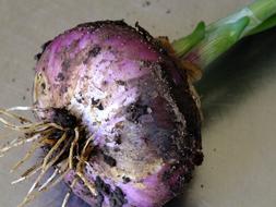 Red Onion Vegetable Harvest
