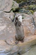 charming oter standing on stone