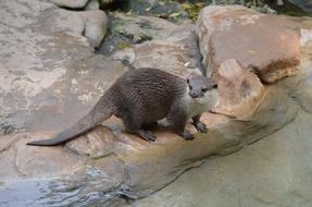 otter on stone at water