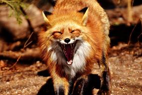 Yawn Funny Wild fox