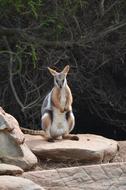 Beautiful, colorful and cute rock wallaby on the stone, near the plants in Australia