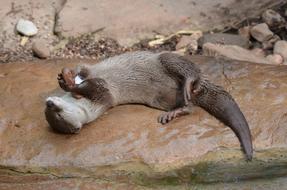 Otter plays with pebbles