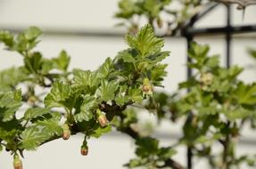 blooming spring leaves on a tree
