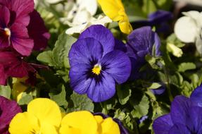 spring flower blossoms