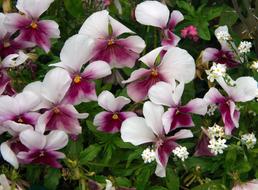 fragrant violets in the field