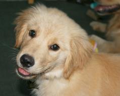 Cute golden Puppy Dog staring