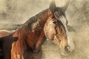horse head art vintage drawing