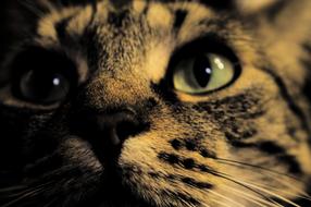 brown tabby cat with green eyes close up