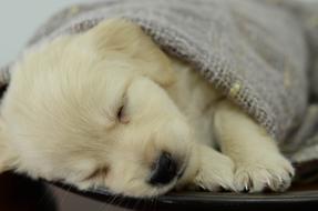 Pet cute sleep