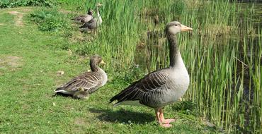 gray wild geese on the shore of the pond