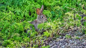 Hare Rabbit Bunny at wildlife