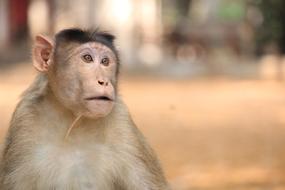 Monkey Animals Ravitabh