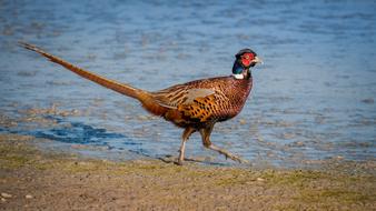 male Pheasant walking on shore