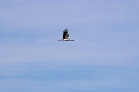 Stork in flight at sky