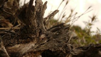 Close-up of the beautiful and colorful wood, among the colorful grass