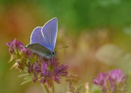 Cloe-up of the beautiful, blue butterfly of different shades, on the colorful and beautiful flowers, at blurred background