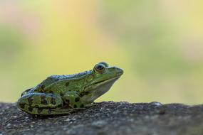 cute green frog on a rock