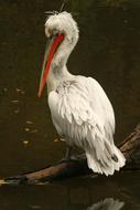 white Pelican Zoo Animal