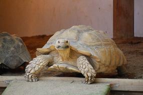 white Animal Turtle