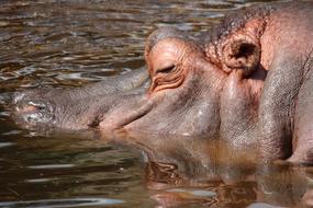 Profile portrait of the cute, colorful and beautiful hippopotamus, in the water, with ripple