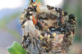 hummingbird chick in the nest close-up on a blurred background