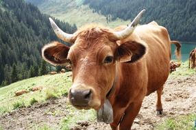 Cattle Animals Cow