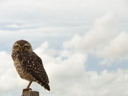 Owl sky