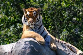 incredibly charming Tiger Animal Wildlife