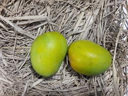 Alphonso Alfonso Mangoes