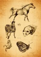 pencil sketch depicting horses, zebra and butterfly