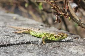 Lizard Macro Close Up