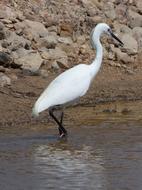 Snowy Egret Egretta Garzetta Water