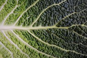 Cabbage Leaf Savoy
