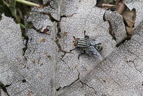 house fly on leaf