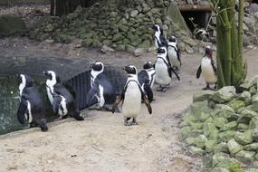 Black And White Penguins near Water