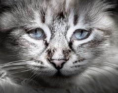 grey Cat with blue eyes