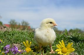 Bird Chicken and flowers