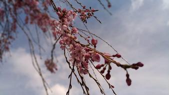 Cherry Blossoms Pink Flower Spring