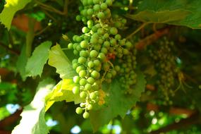 Grapes Green Bunch Of