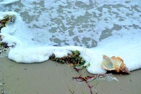 Sea Shore And Conch Beach Waves