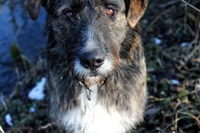 Dog Good face