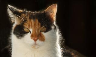 charming Cat Domestic