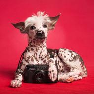 Animal Dog Domestic Animals Pet