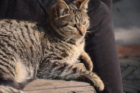 charming Cat Tiger Stripes