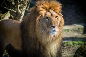 Lion with Big mane in Zoo