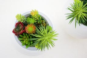 Decorative beautiful flowers in a pot