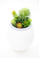 Plants Urns Ecology