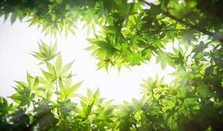 Maple Wood Leaves green