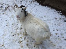 incredibly charming Goat Farm Pet